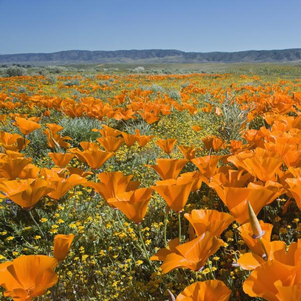 Image for event: Native Plants and Wildlife of California 