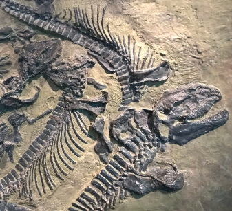 dinosaur bones in digging site