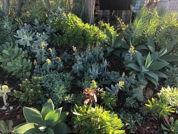 Image for event: Lawndale Gardening Club for Adults