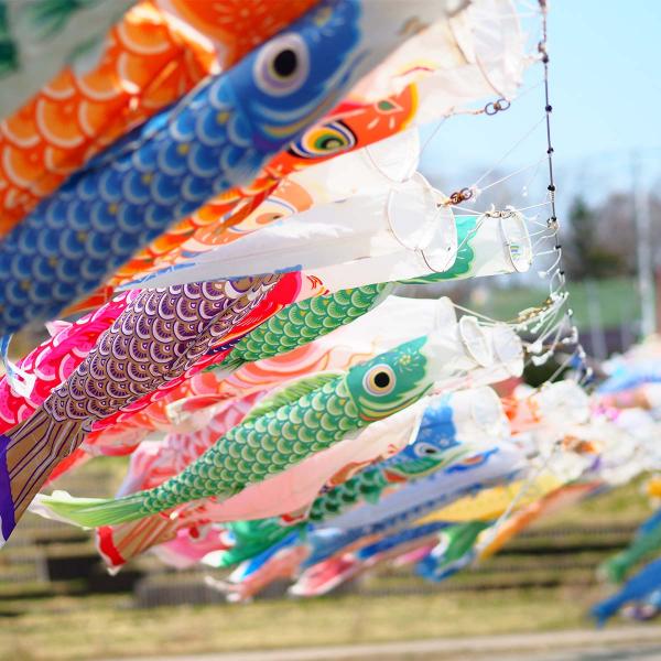 Multi-colored koinobori carp kites fluttering on a clothesline.