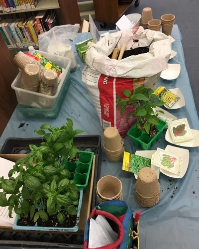 library setting, table with blue tablecloth, bag of dirt, containers with plants