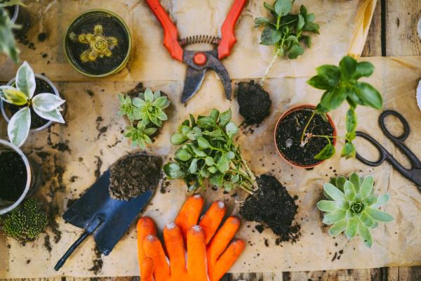 Overhead view of small plants and gardening tools on a wood table. 