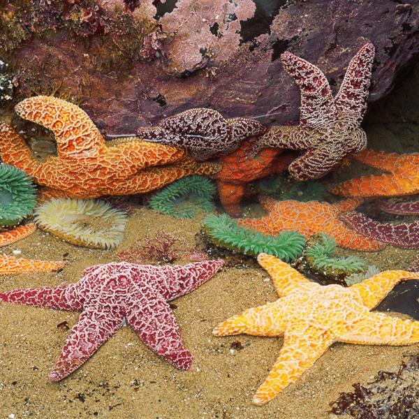 Several sea stars in different colors