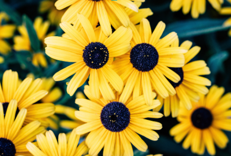 Yellow daisies.
