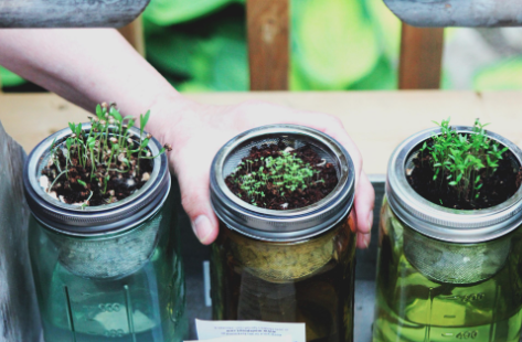 jars with plants