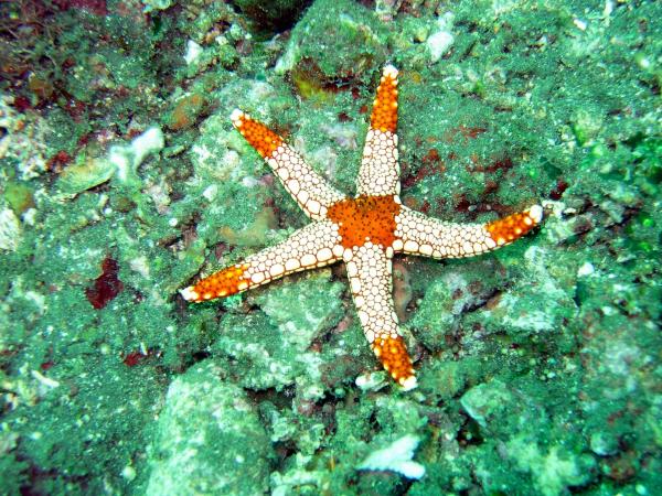 An orange and white star fish against a green coral reef.