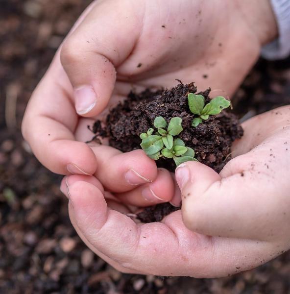 Hands holding dirt with seedling