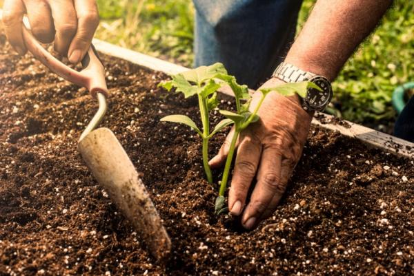 Hands planting a small plant in the dirt, using a trowel.