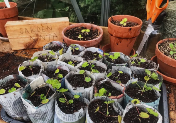 Image for event: Sow Seeds with Eco-Pots for Summer
